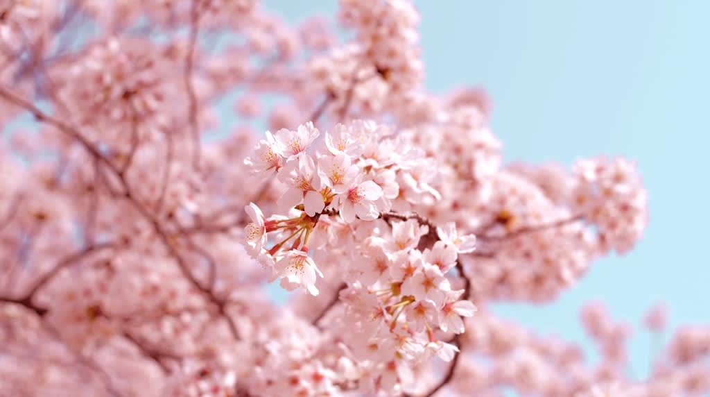 桜が美しいのは咲くからじゃない——散るから美しい